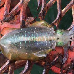 休みが出来たのでエギング 1人釣行